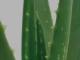 Aloe vera a její pěstování